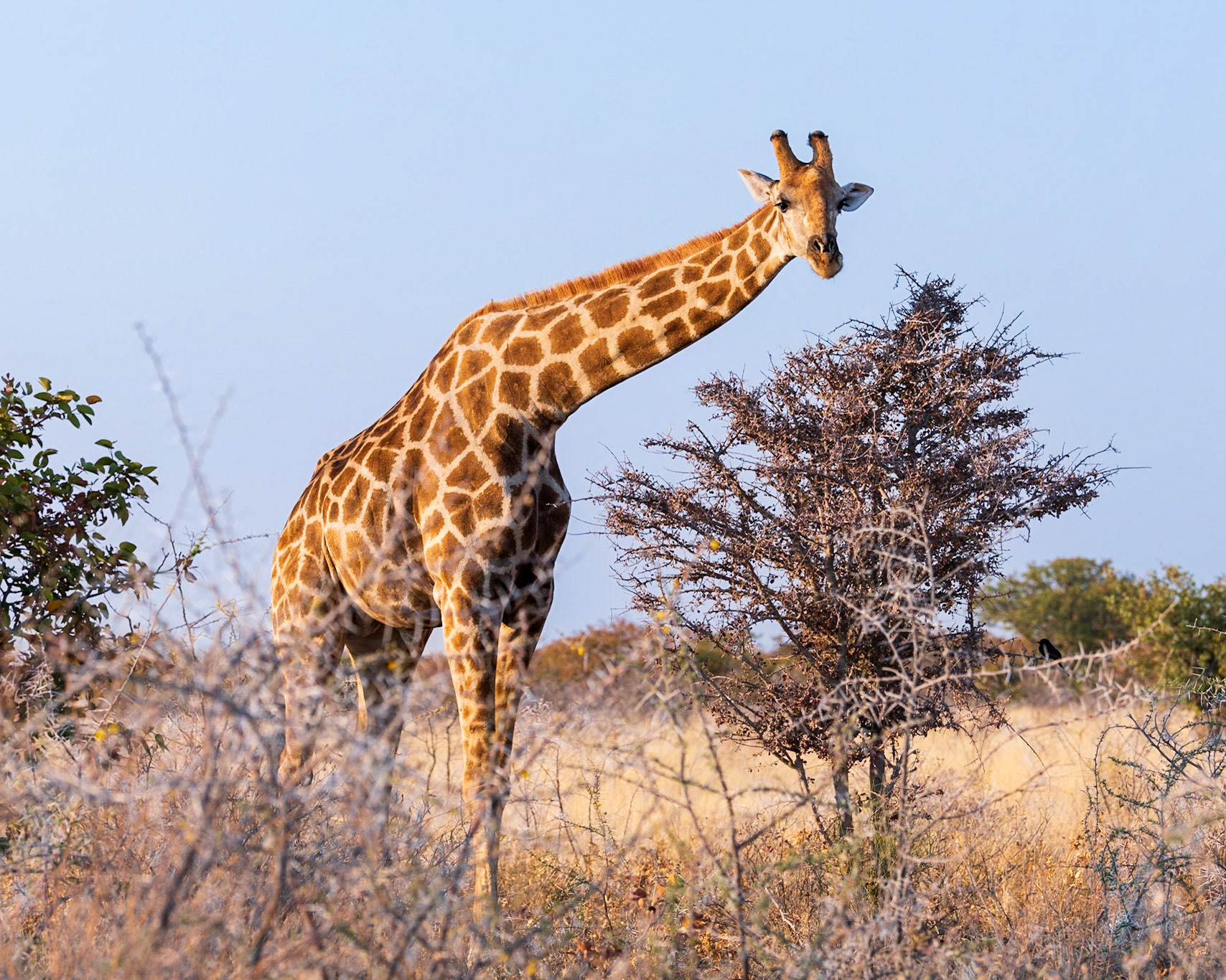 Giraffe