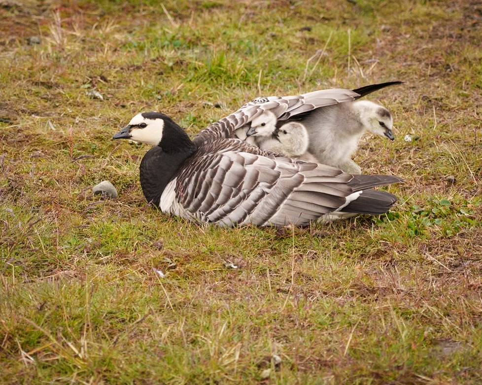 Barnacle Goose