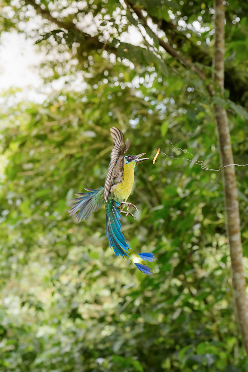 Whooping Motmot