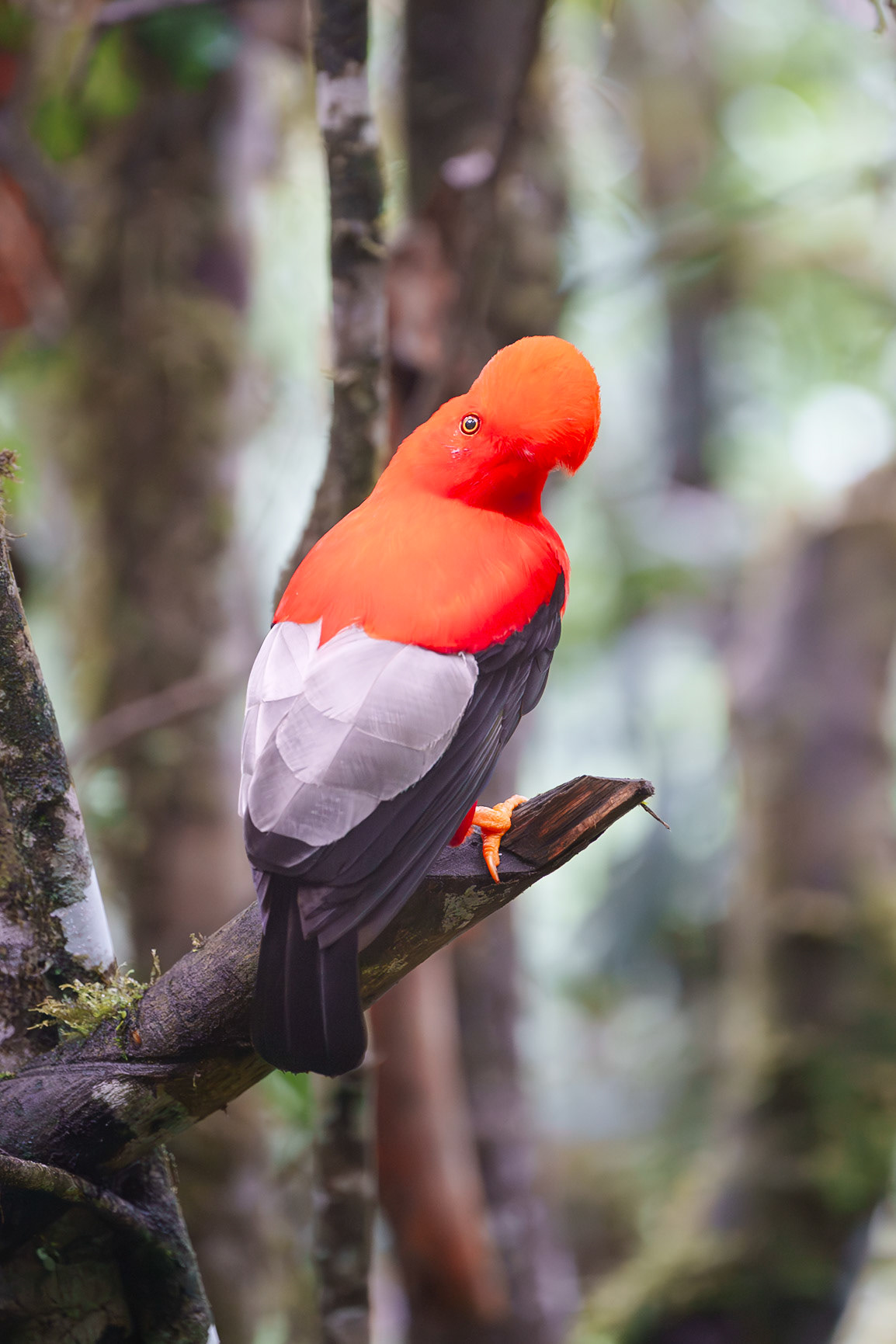 Andean Cock of the Rock