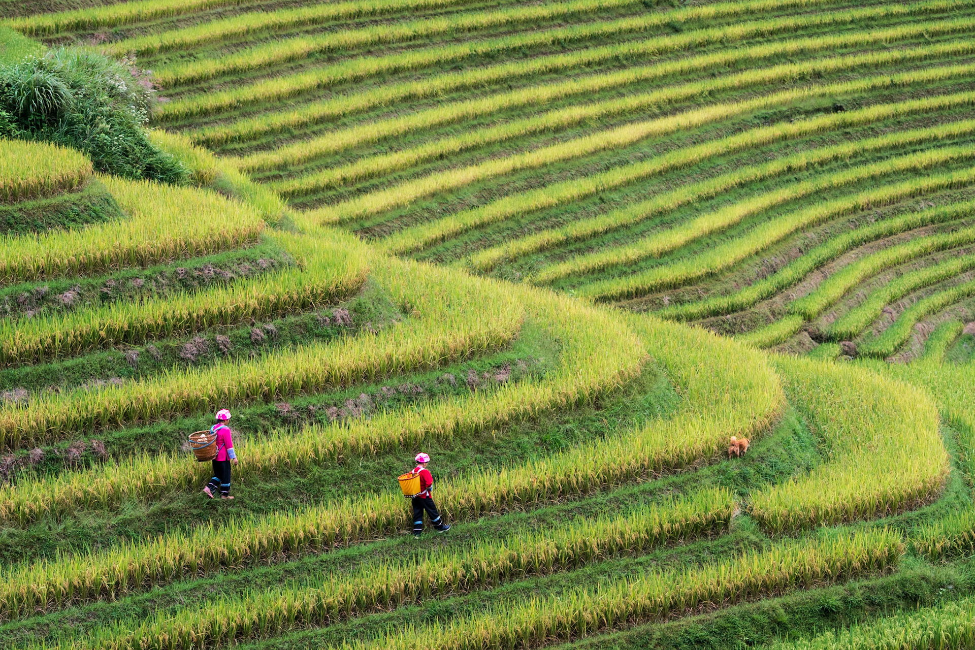 Harvest in the Terraces