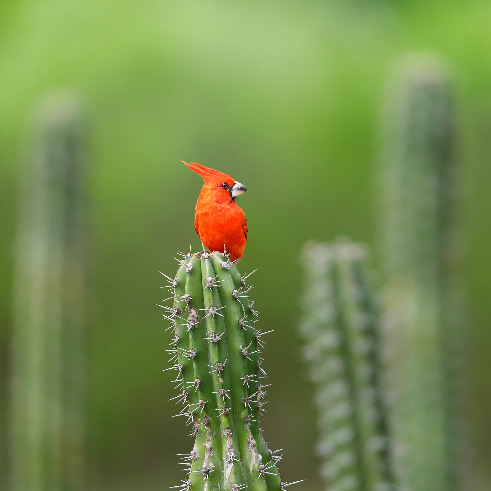 Vermilion Cardinal