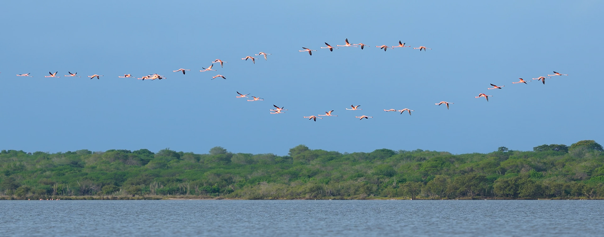 American Flamingo