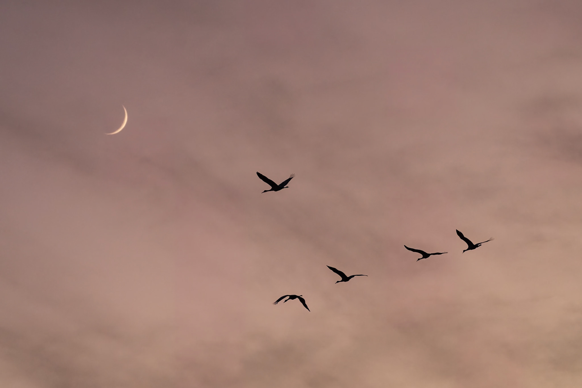 Under a Crescent Moon