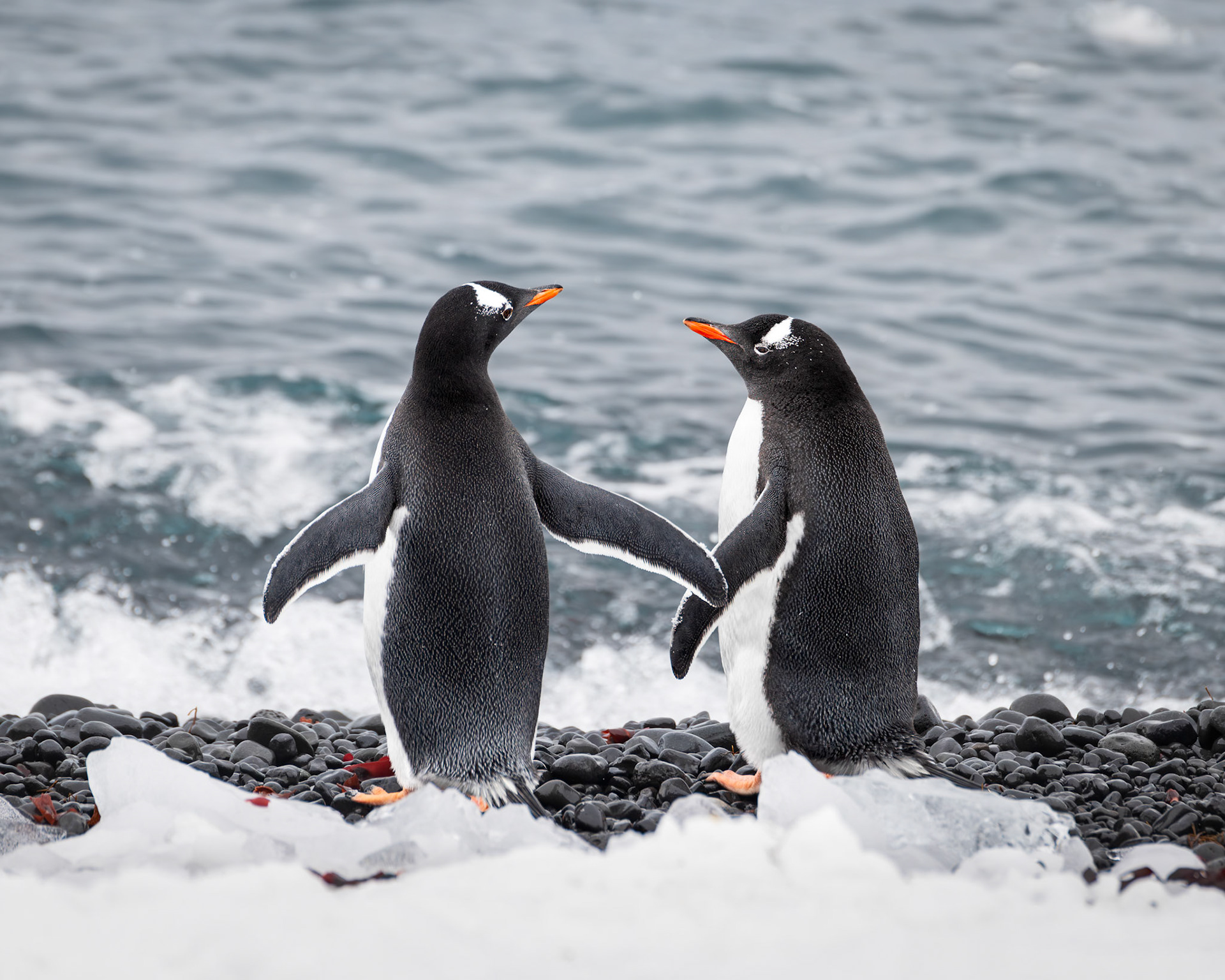 A Chance Encounter