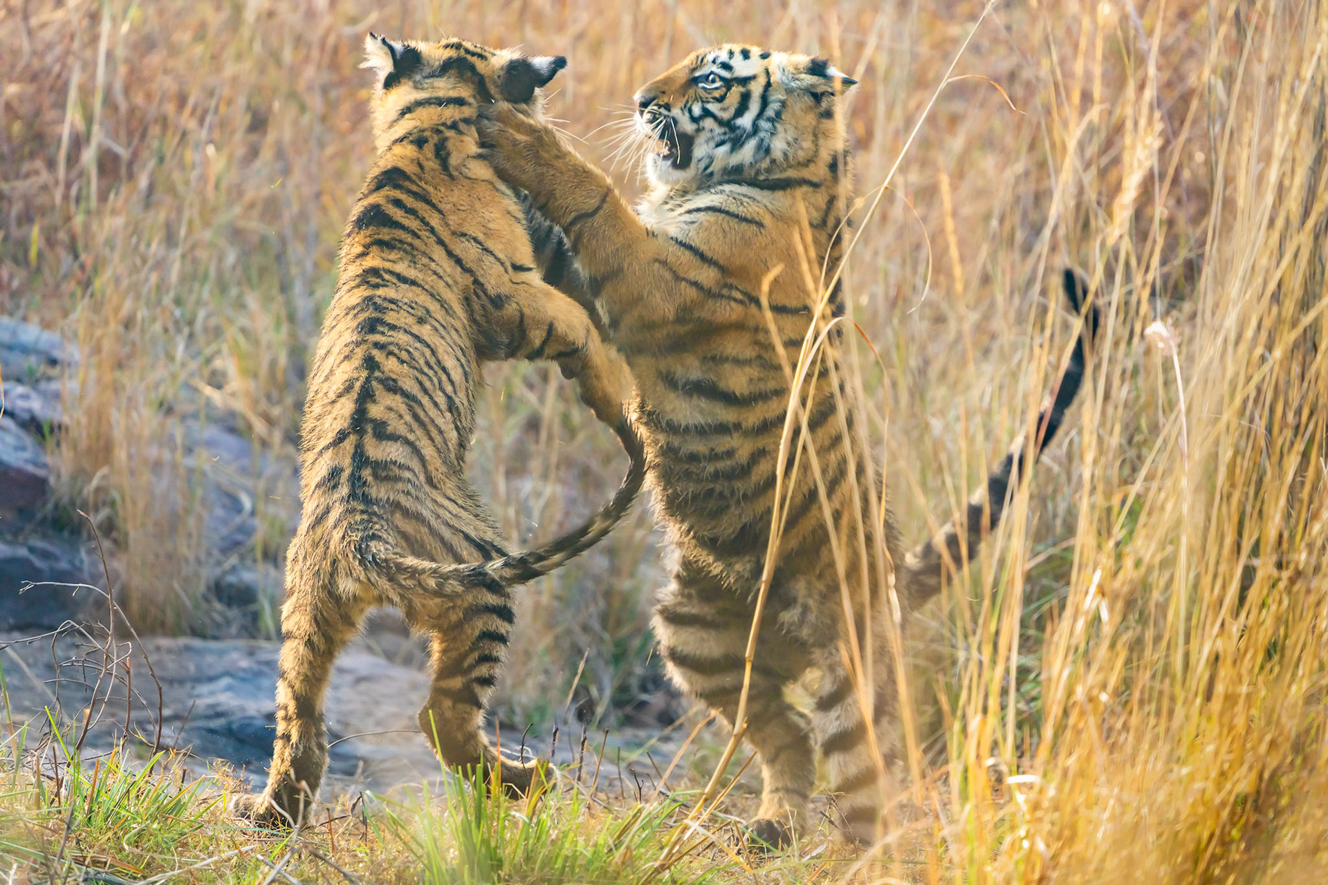 Two Tiger Cubs Sparring
