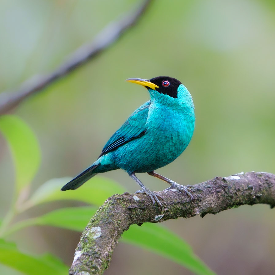Aqua Tanager