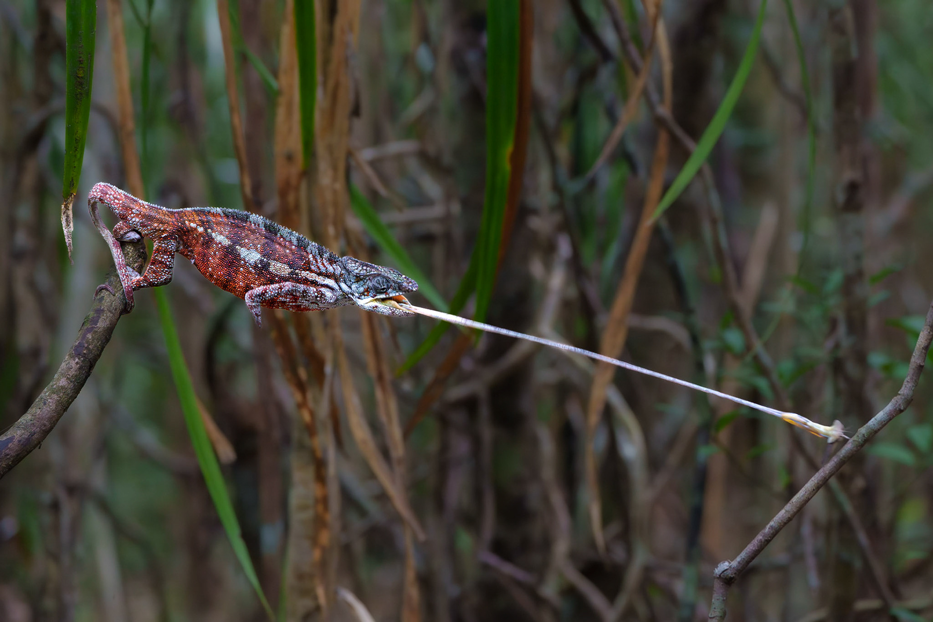 Snack for the Chameleon