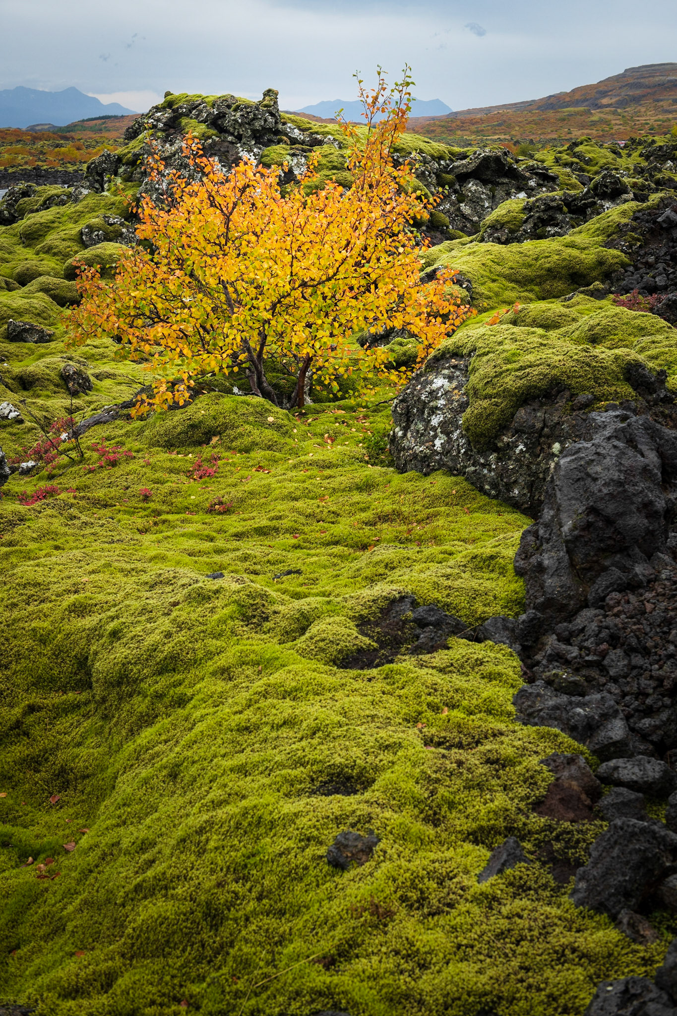 Moss and Stone