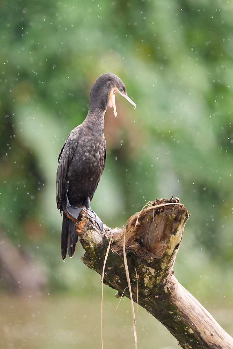 Neotropic Cormorant