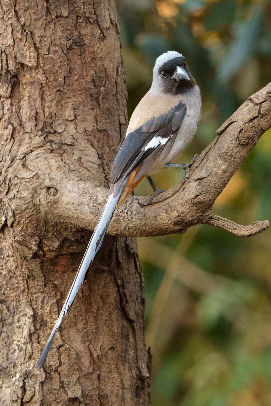 grey treepie