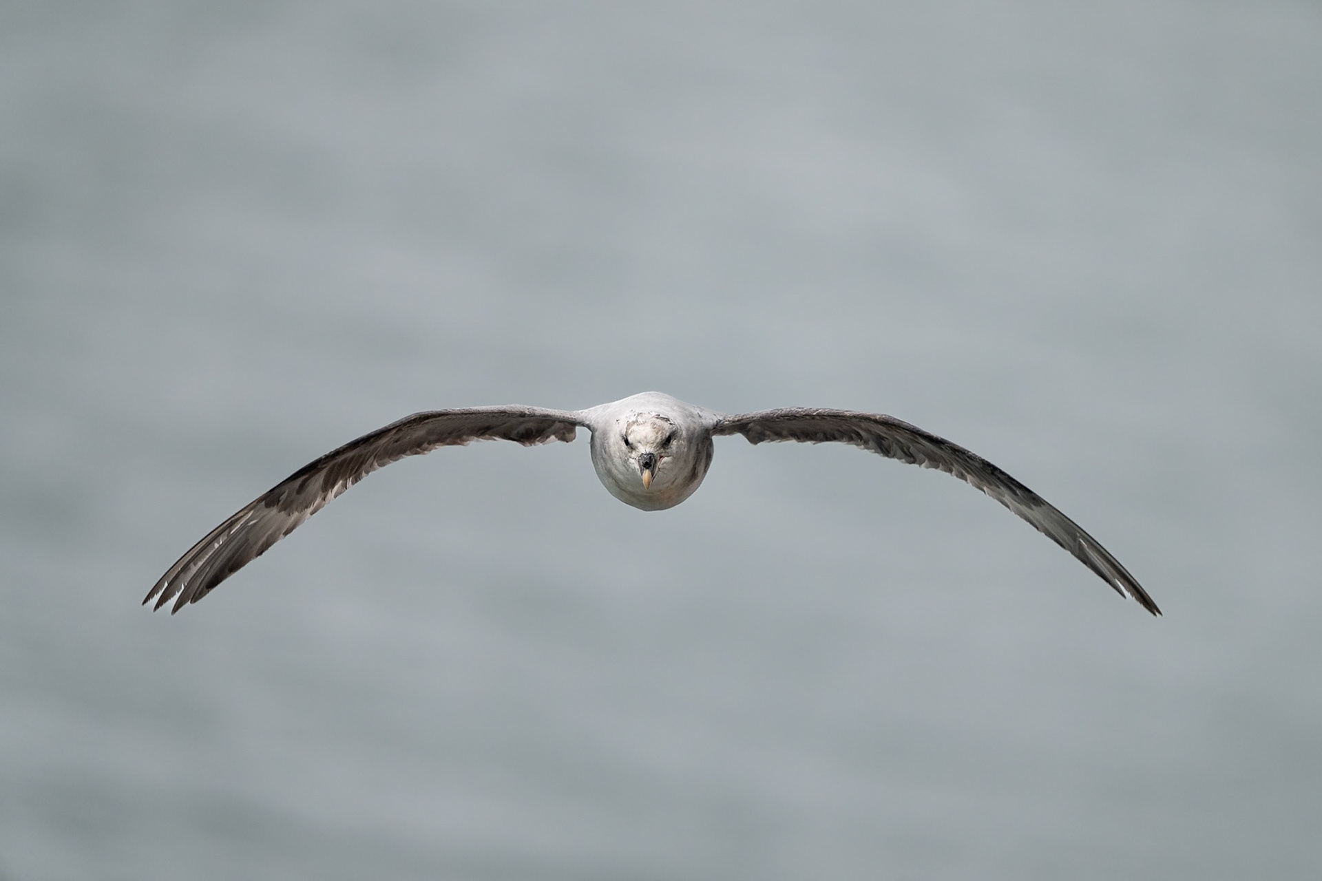 Northern Fulmar