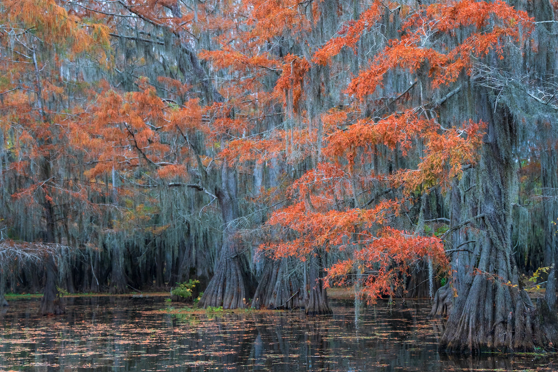 Orange Leaves at Caddo Lake