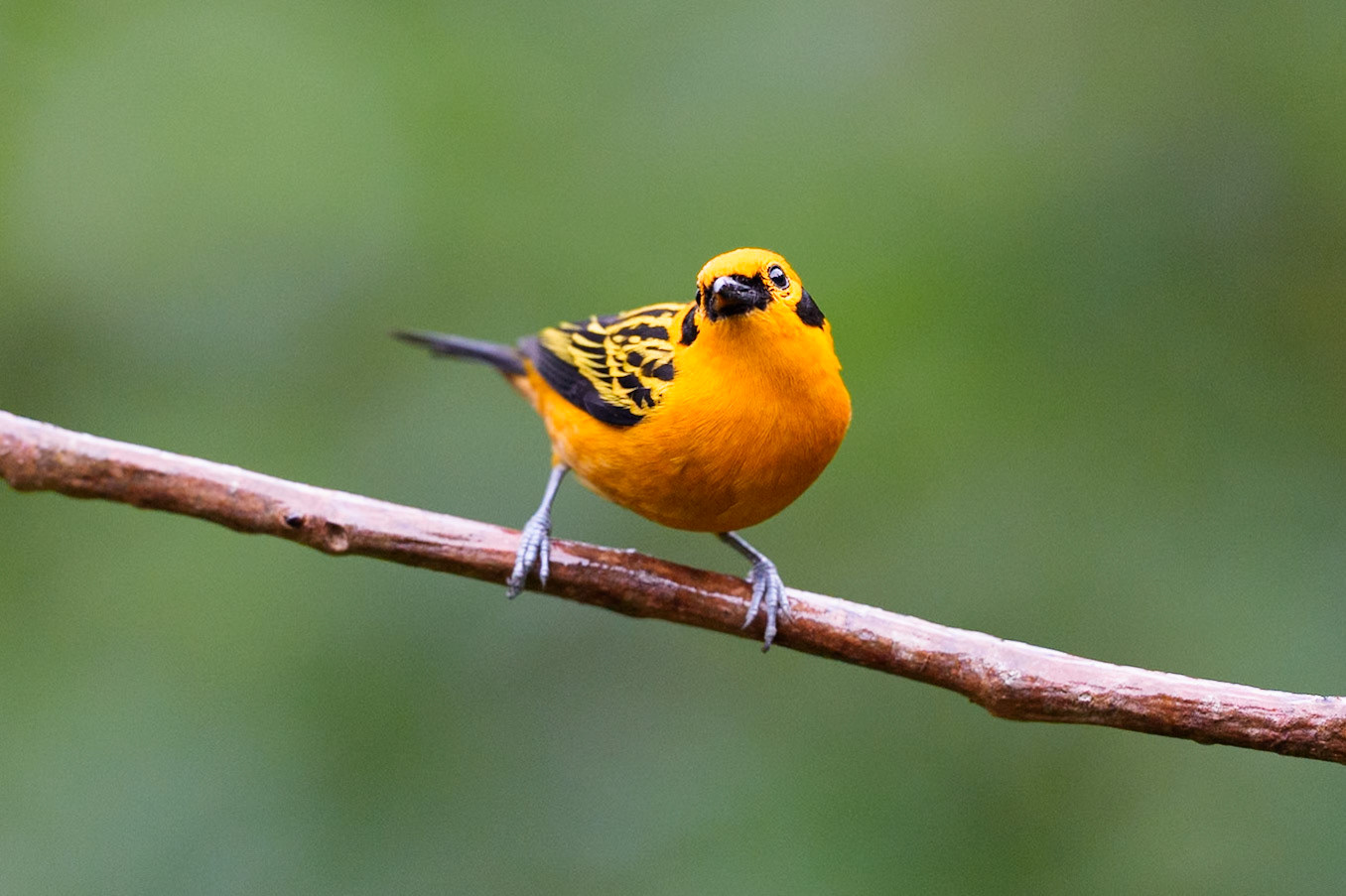 Golden Tanager