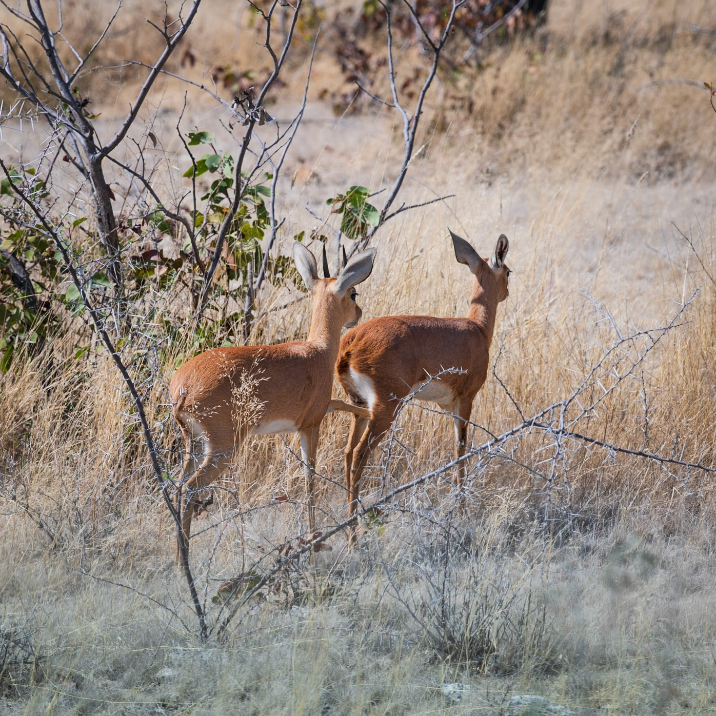 Steenbok