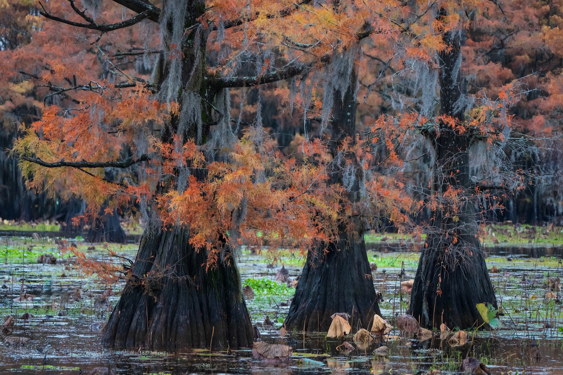 Three Cypress Trees