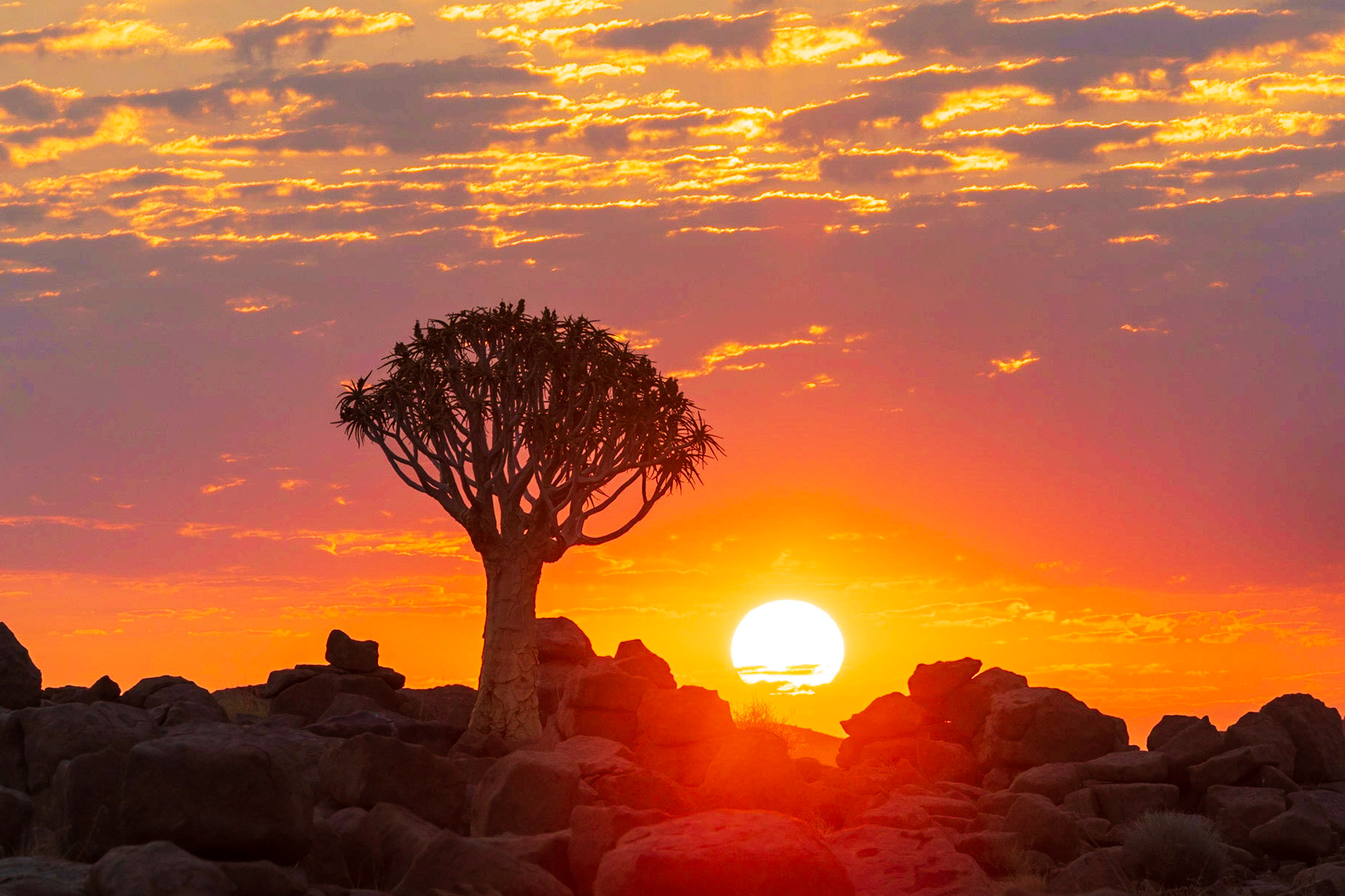 Quiver Tree Sunset