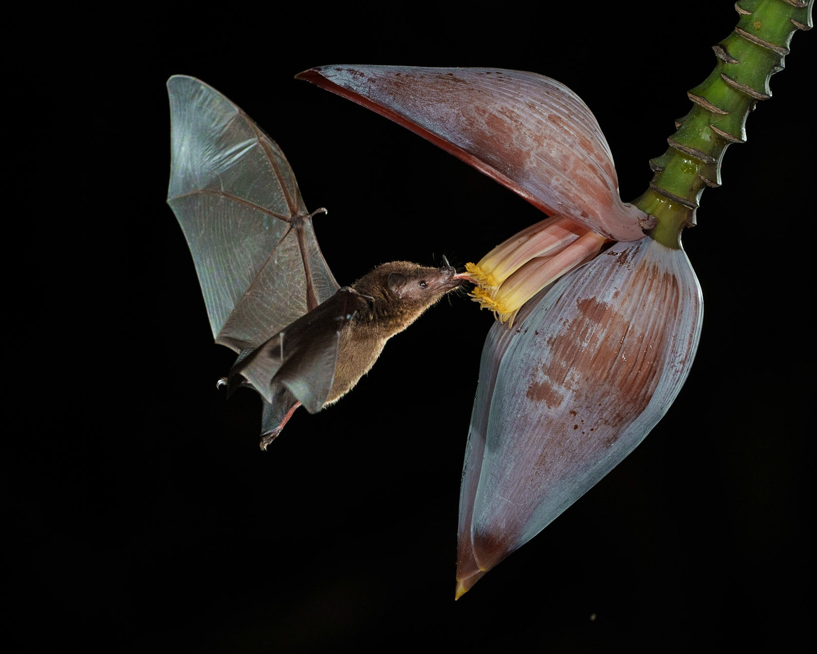 Geoffroy's tailless bat
