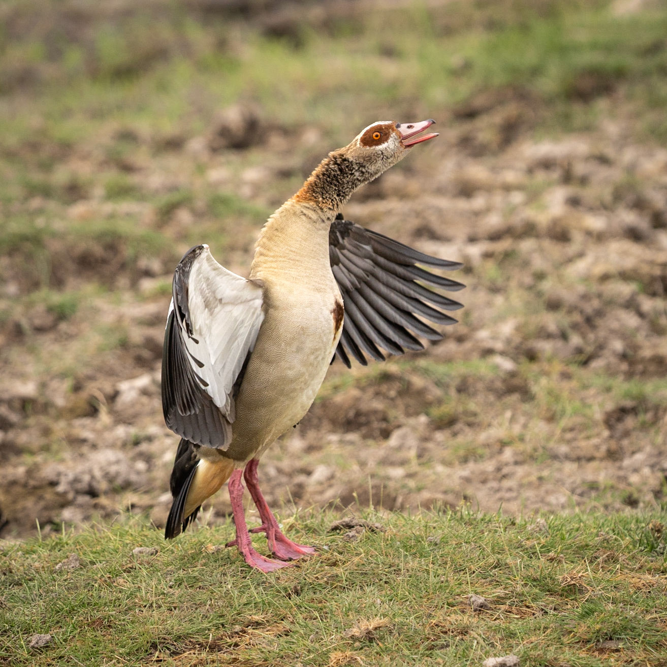 Egyption Goose Yodeling