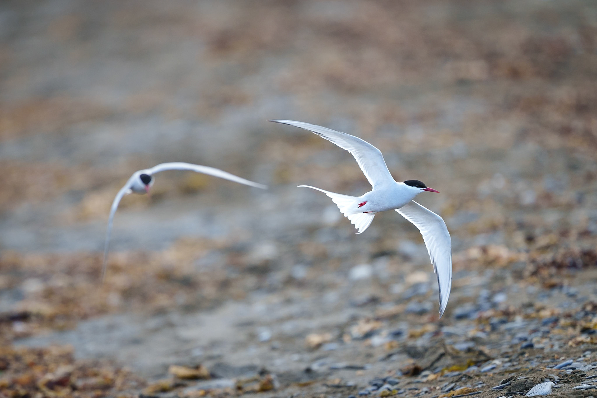 Arctic Tern