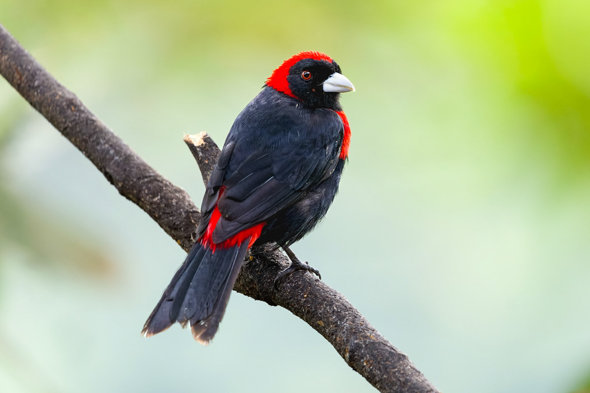 Crimson colored Tanager