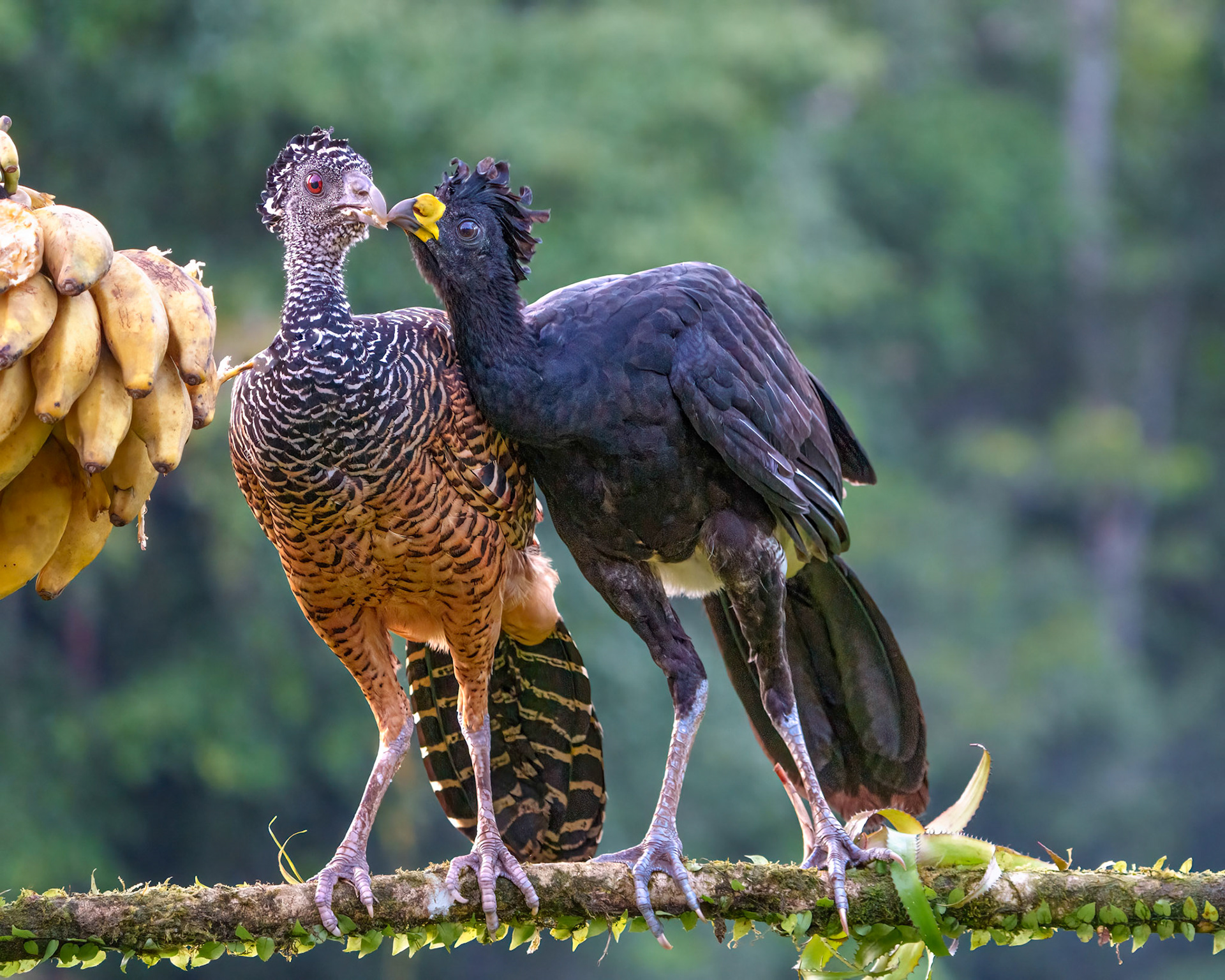 Courtship on the Branch
