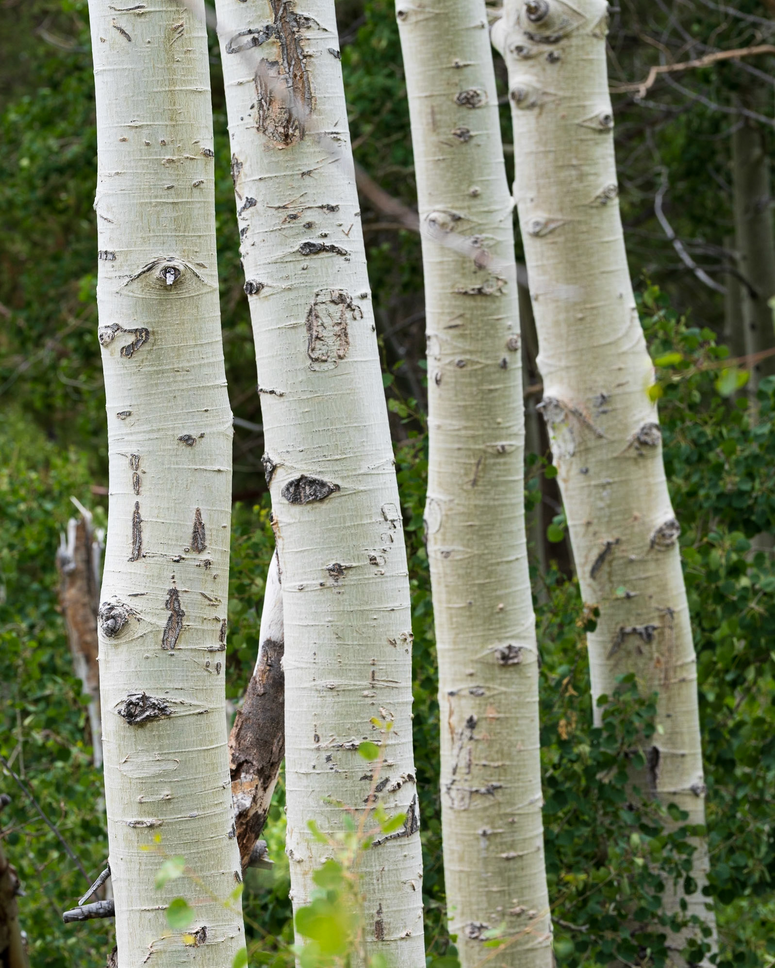 Aspen Trunks