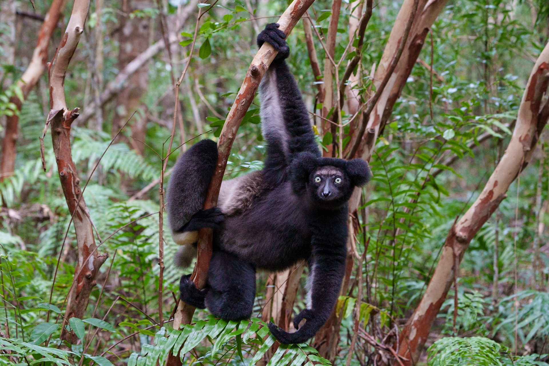 Indri Lemur