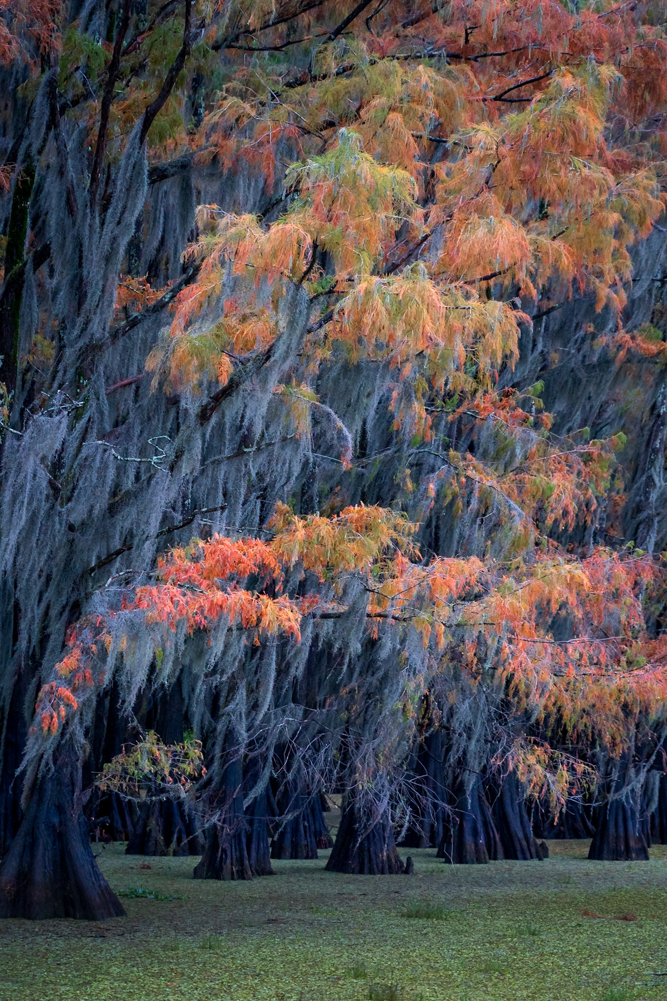 Autumn Colors at Cado Lake