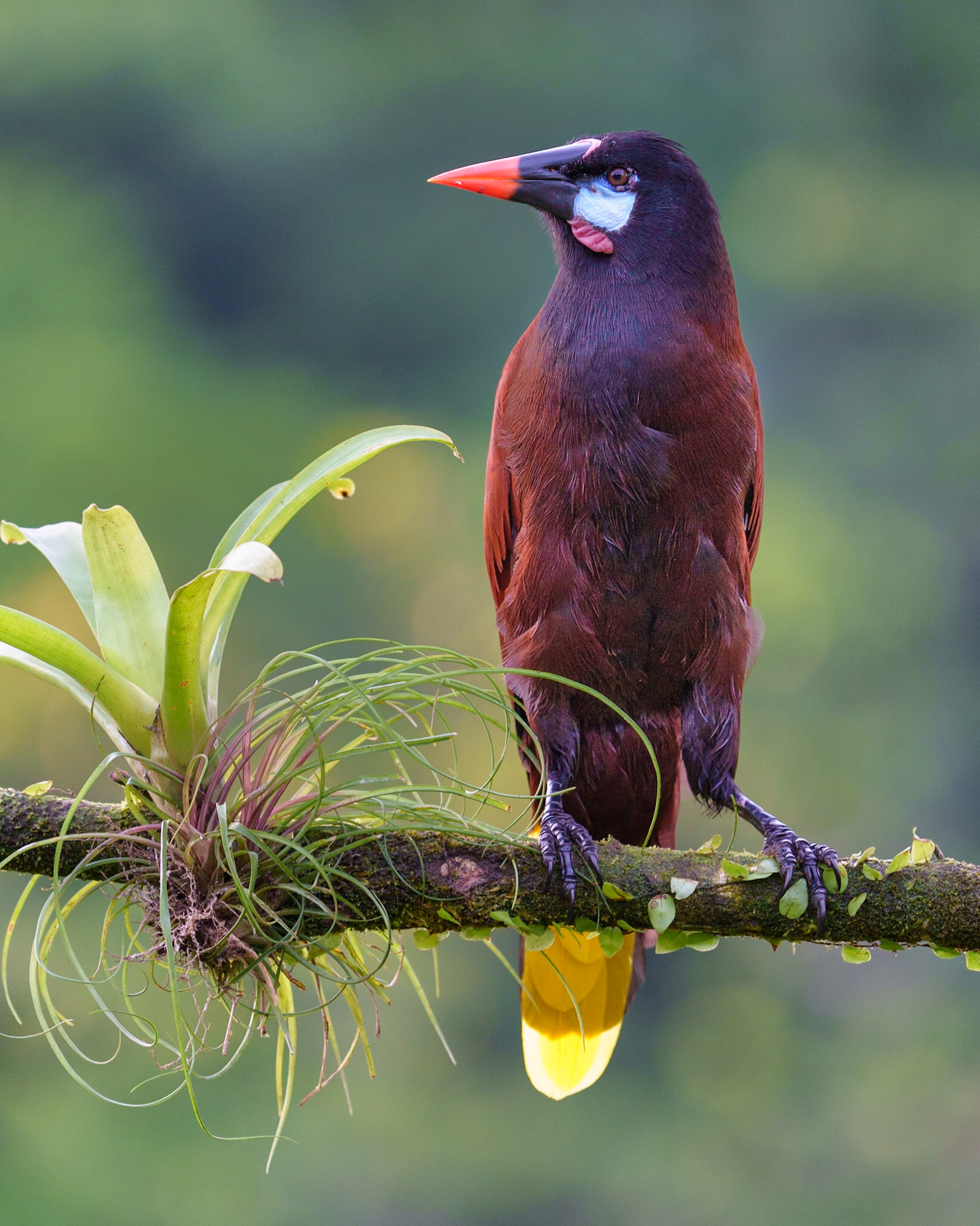 Montezuma Oropendola