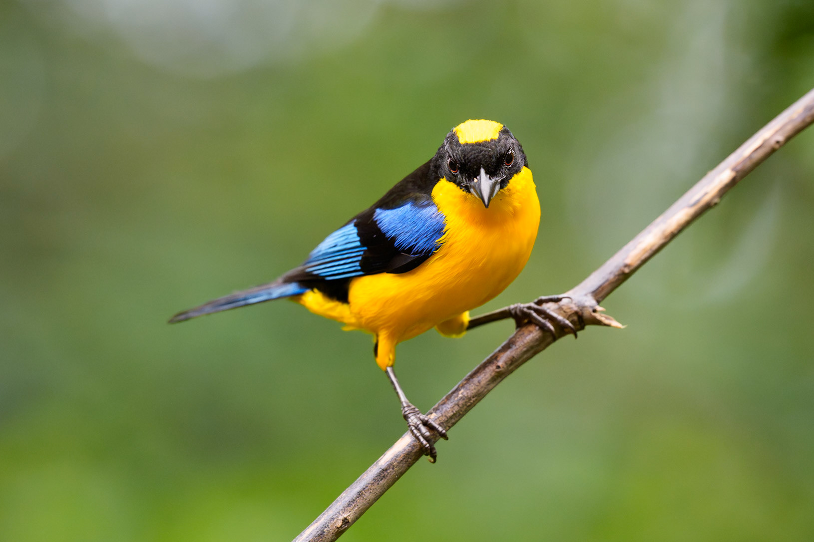 Blue-Winge Mountain Tanager