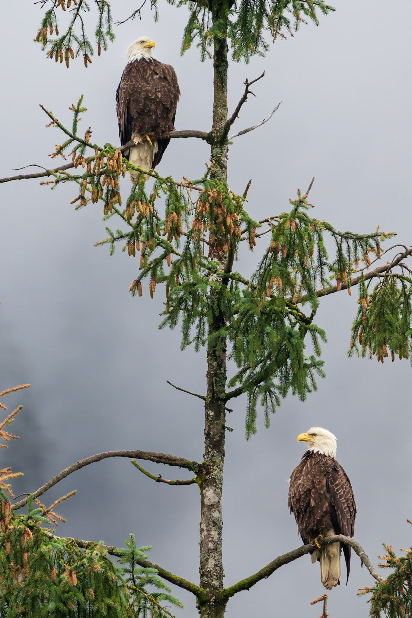 Bald Eagle Stoicism