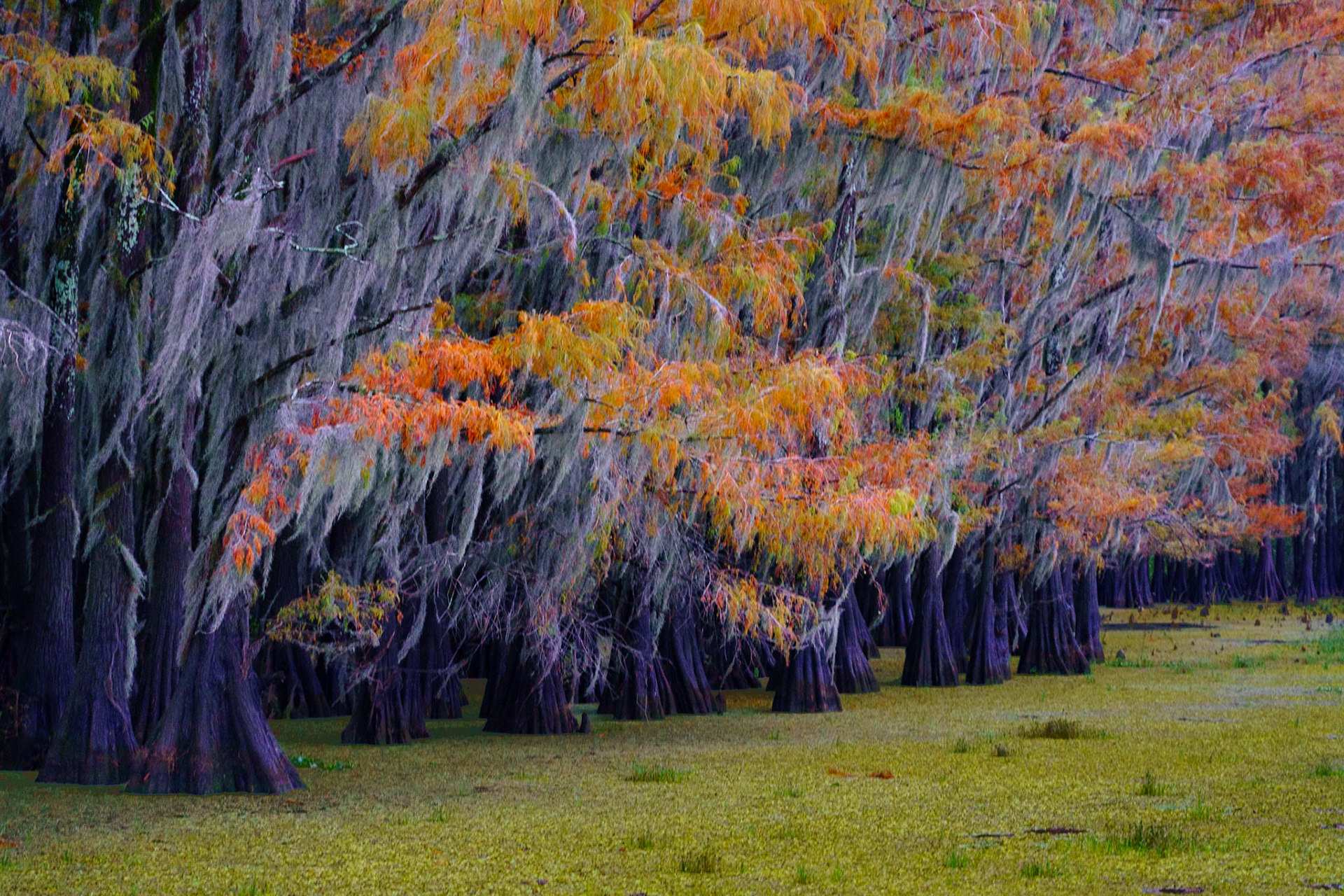 Painted Cypress