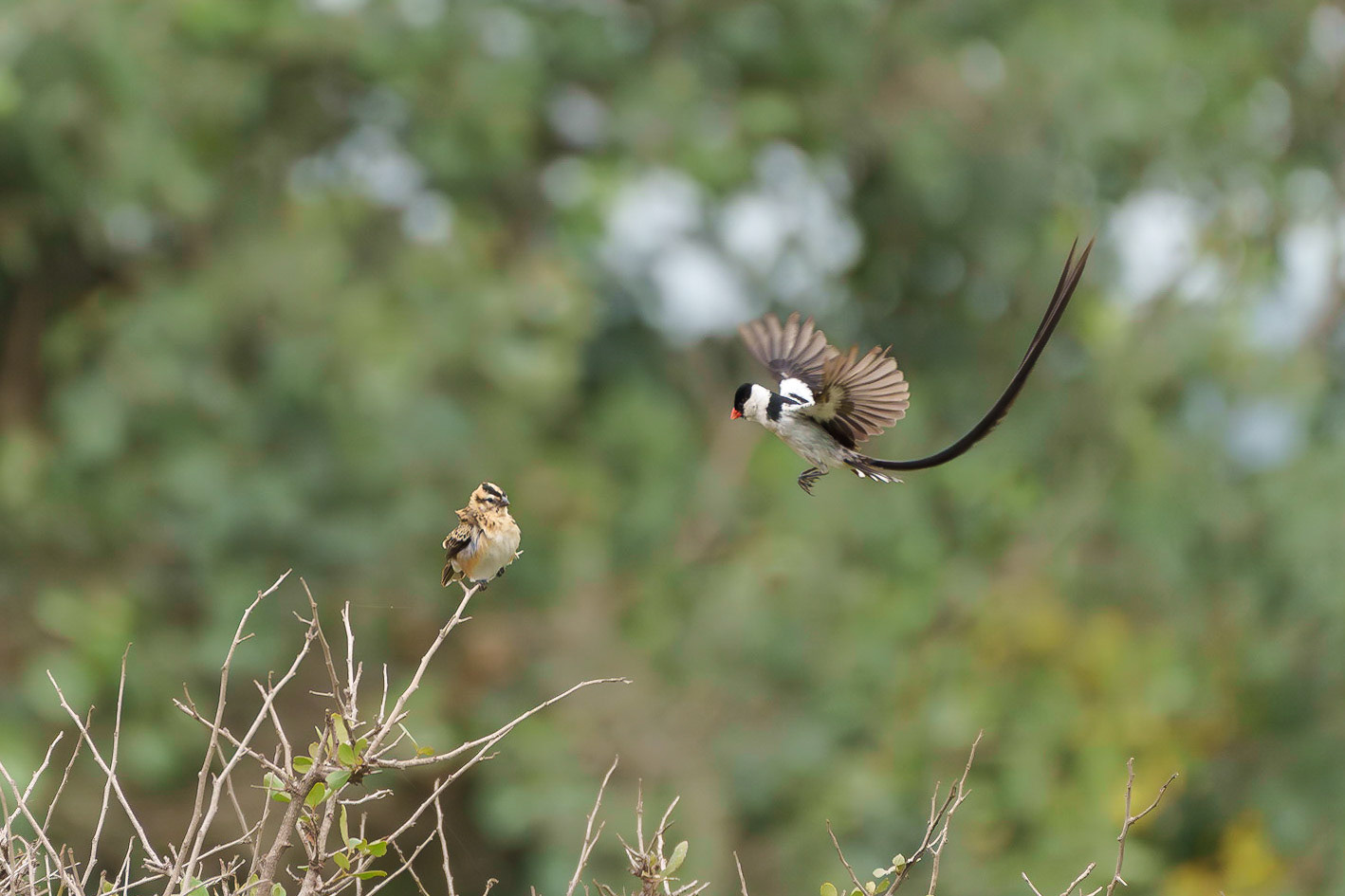 Courtship