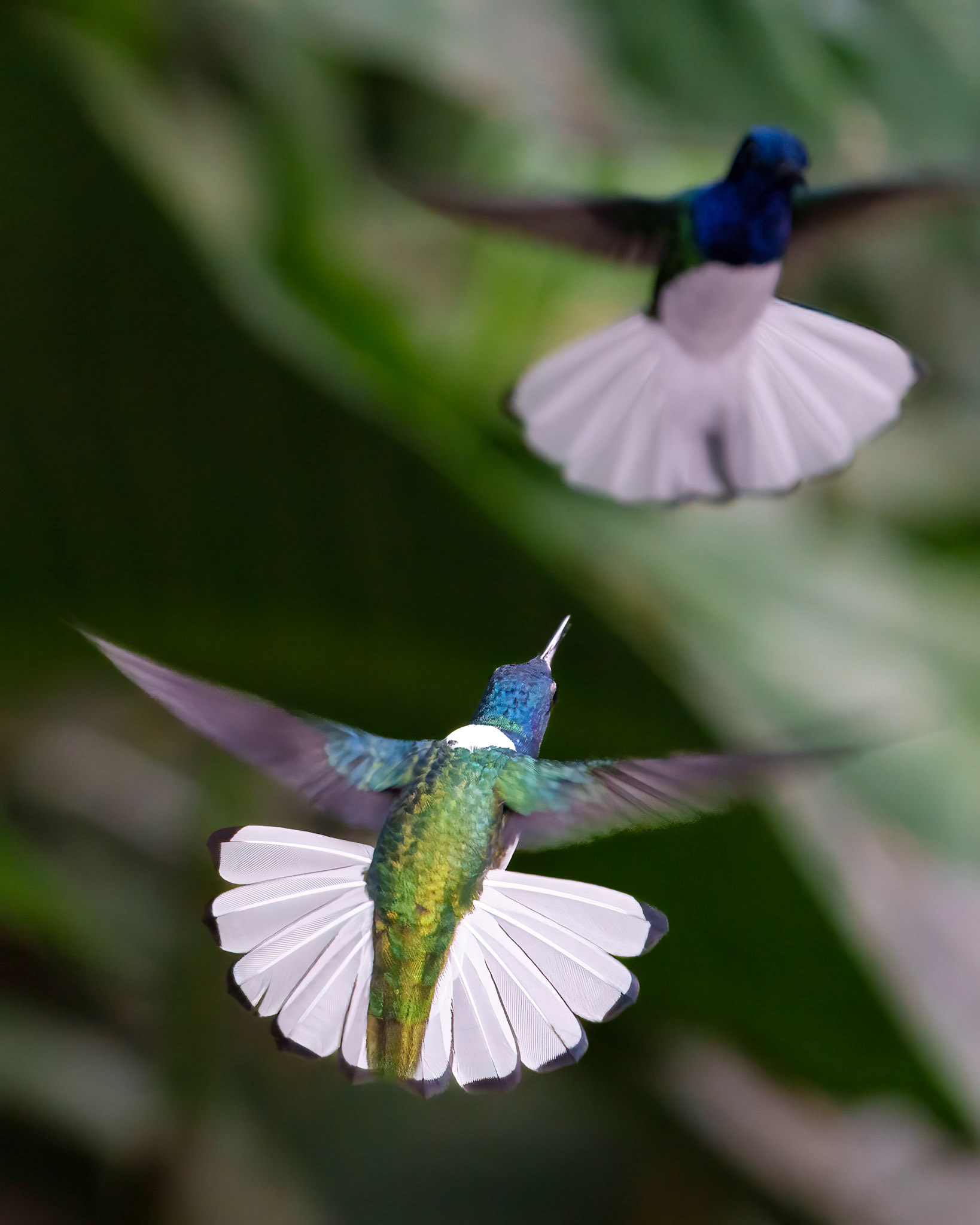 White-tailed Emerald