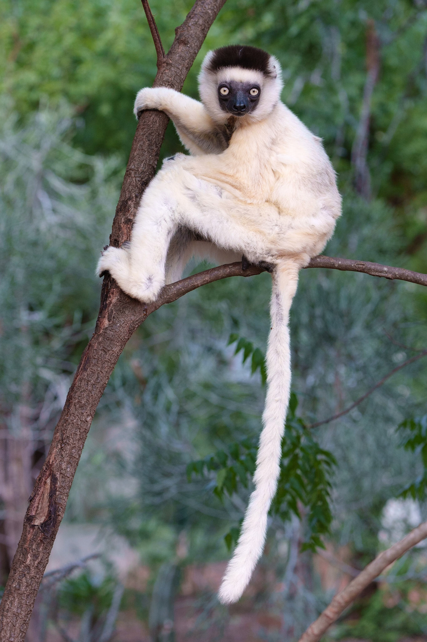 Verreaux's Sifaka