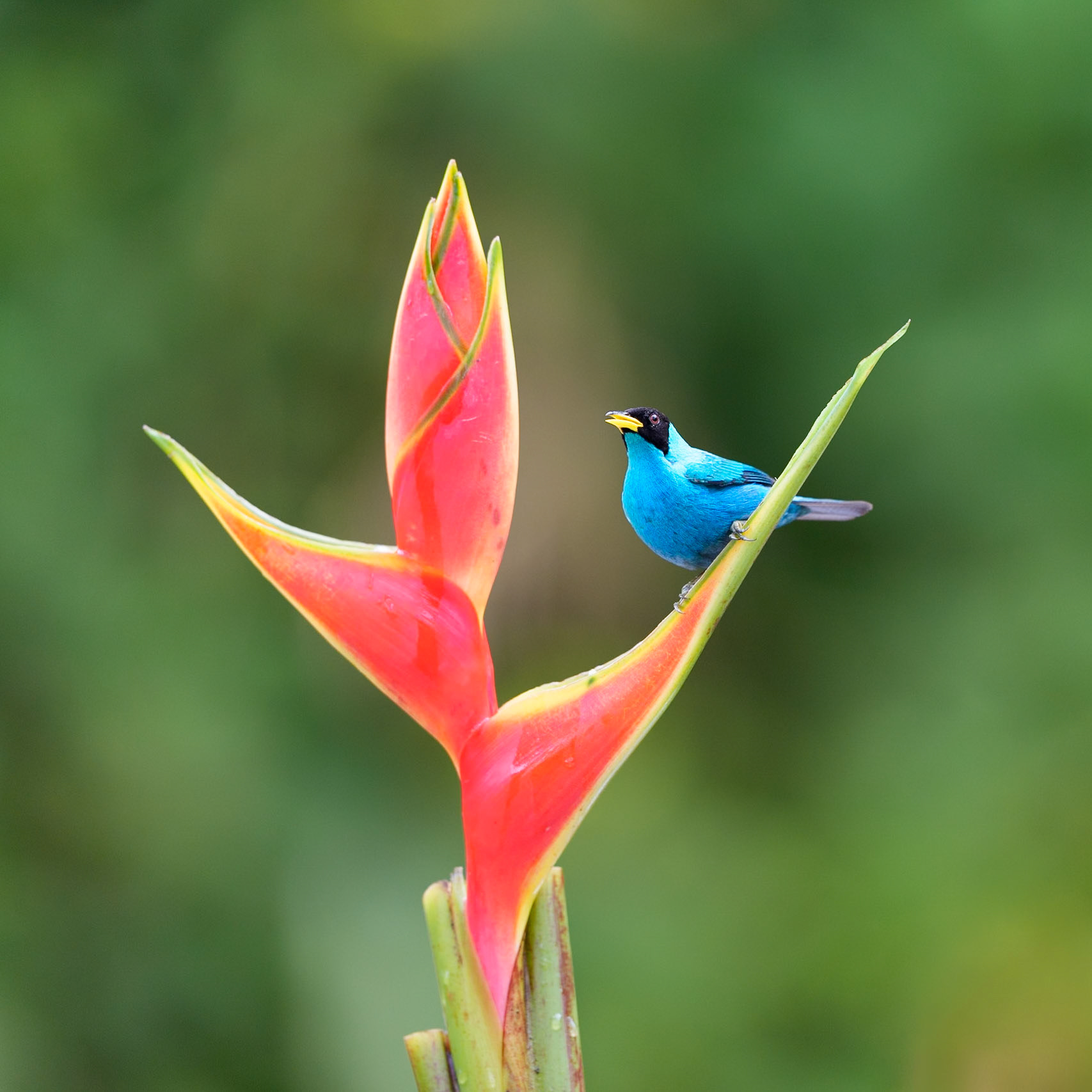 Green Honeycreeper (female)
