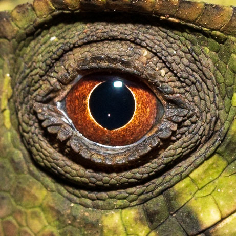 Croc Eye