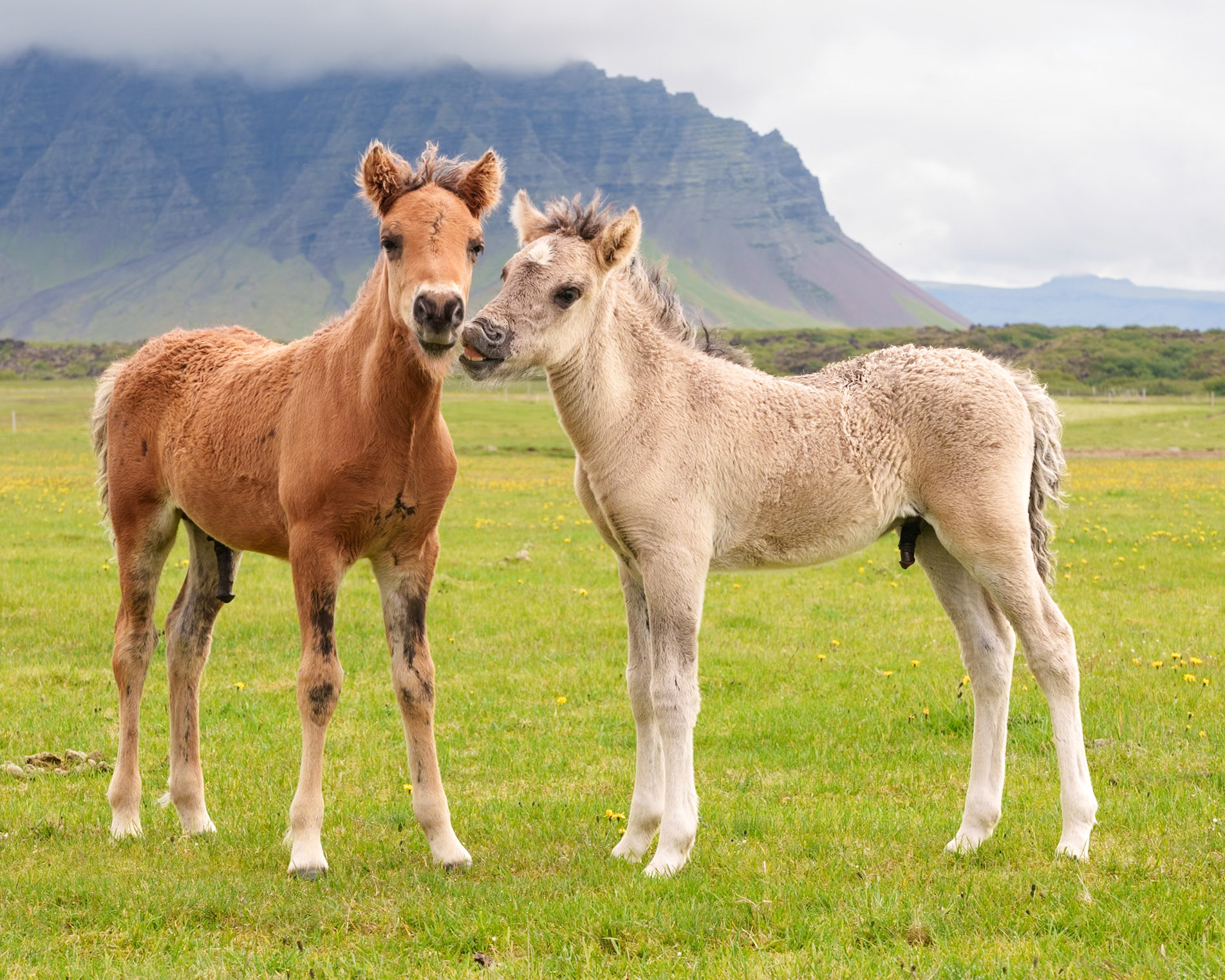 Two Colts Posing