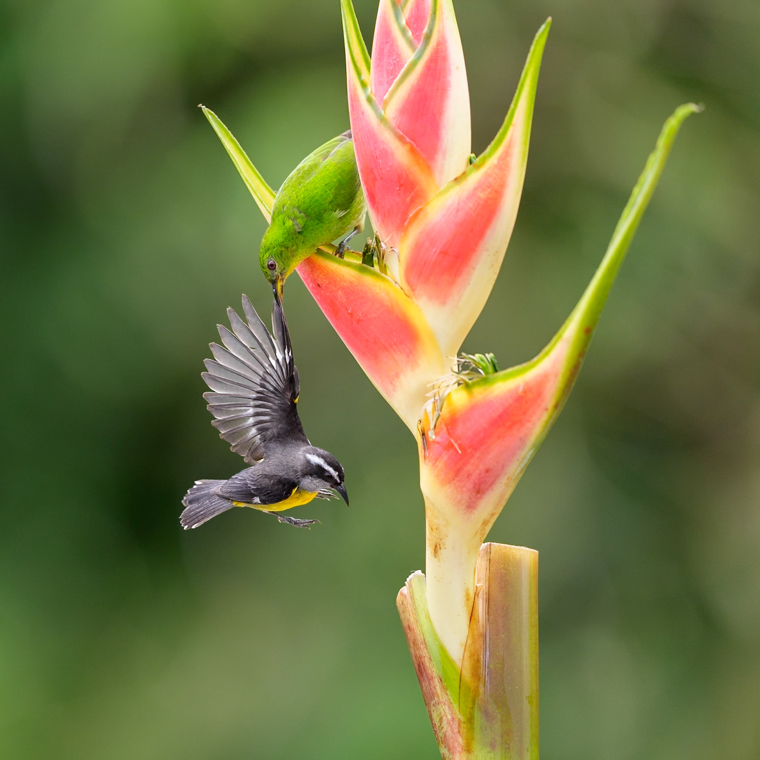 Green Honeycreepr and Great Kskadee