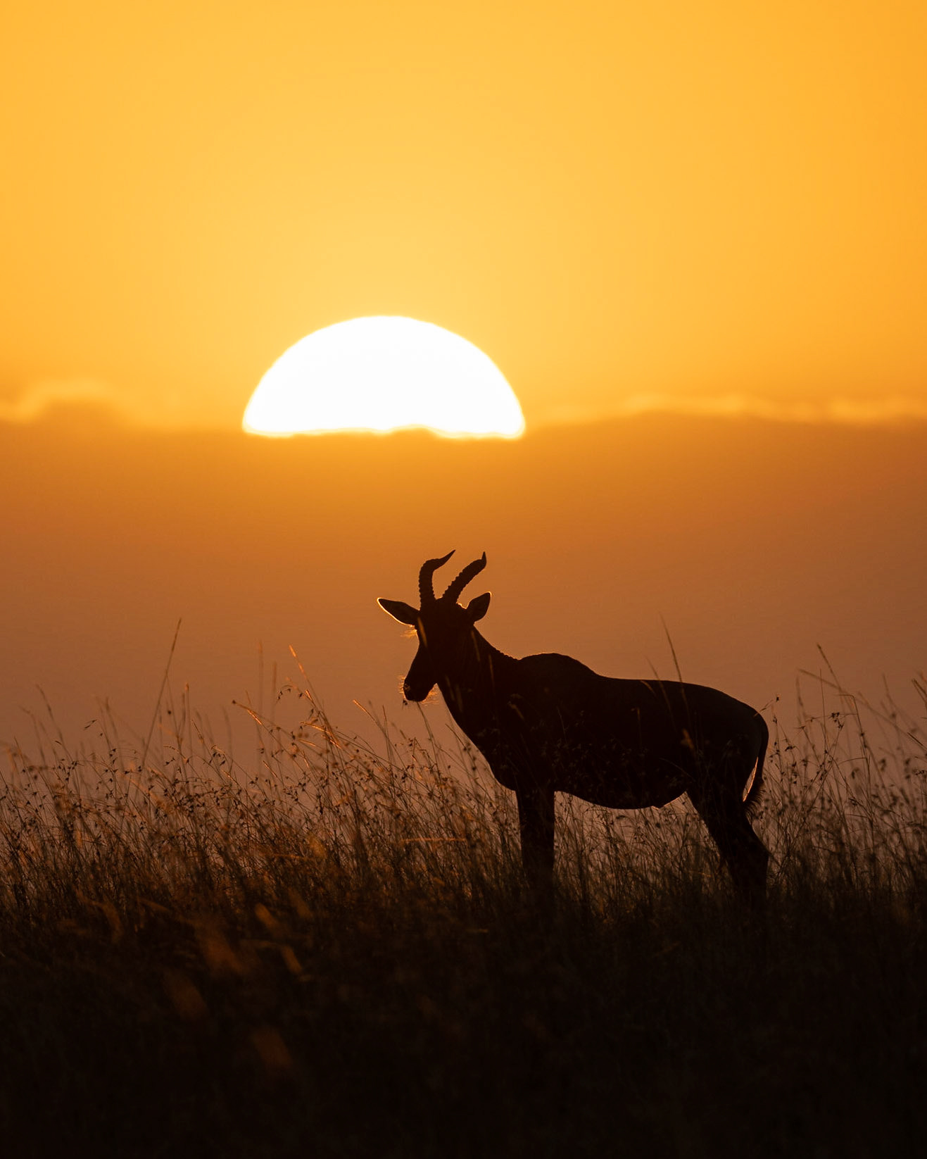First Light