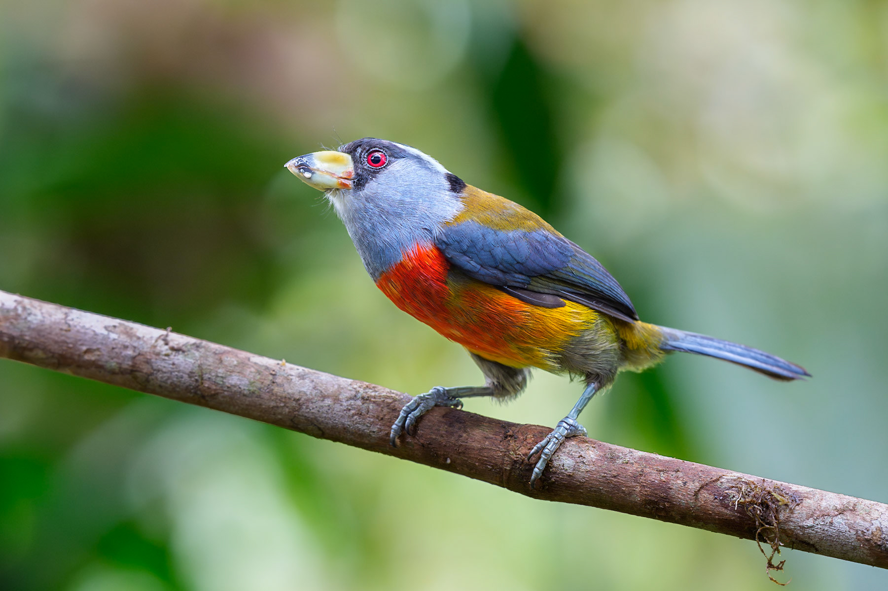 Toucan Barbet