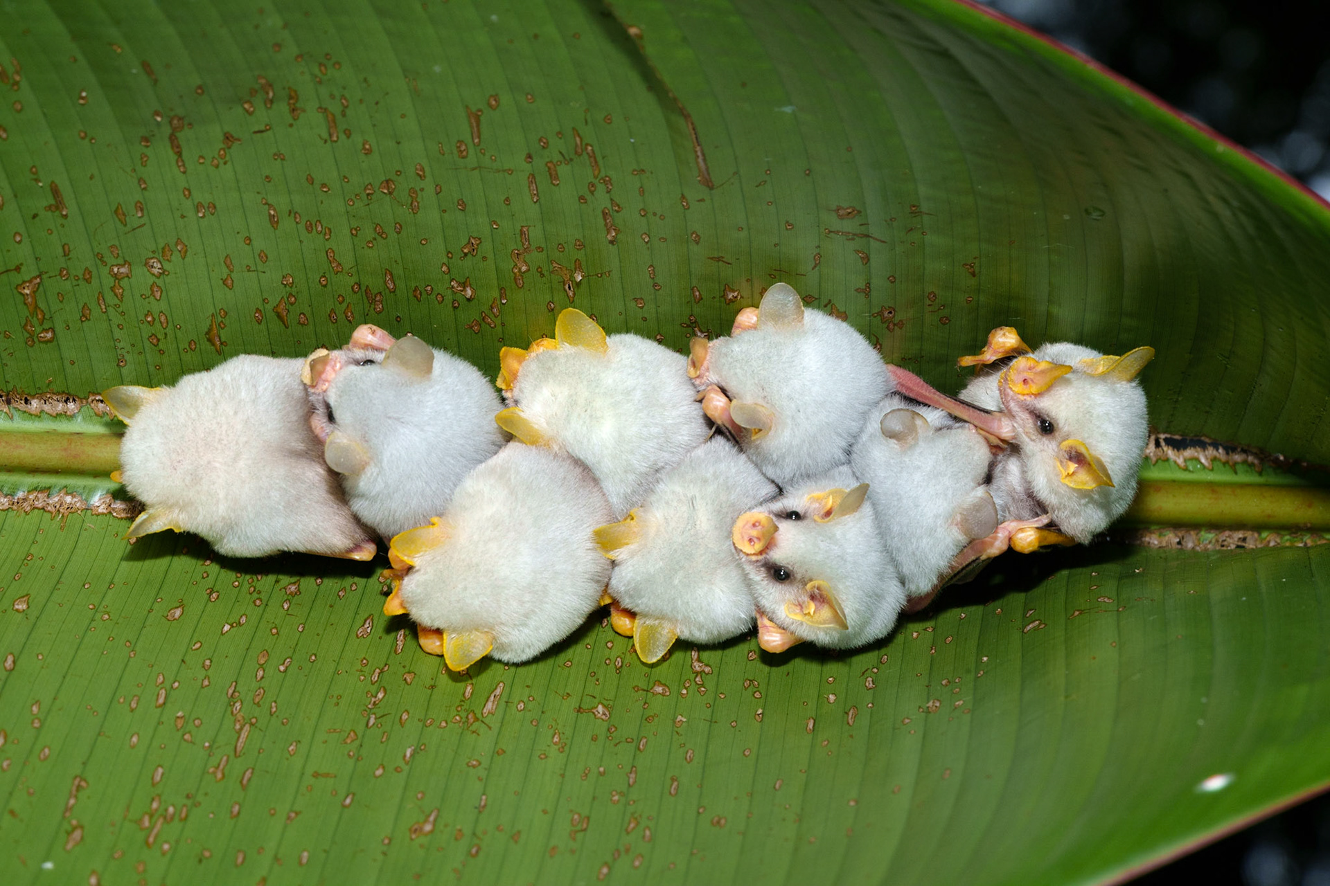 Honduran white bat