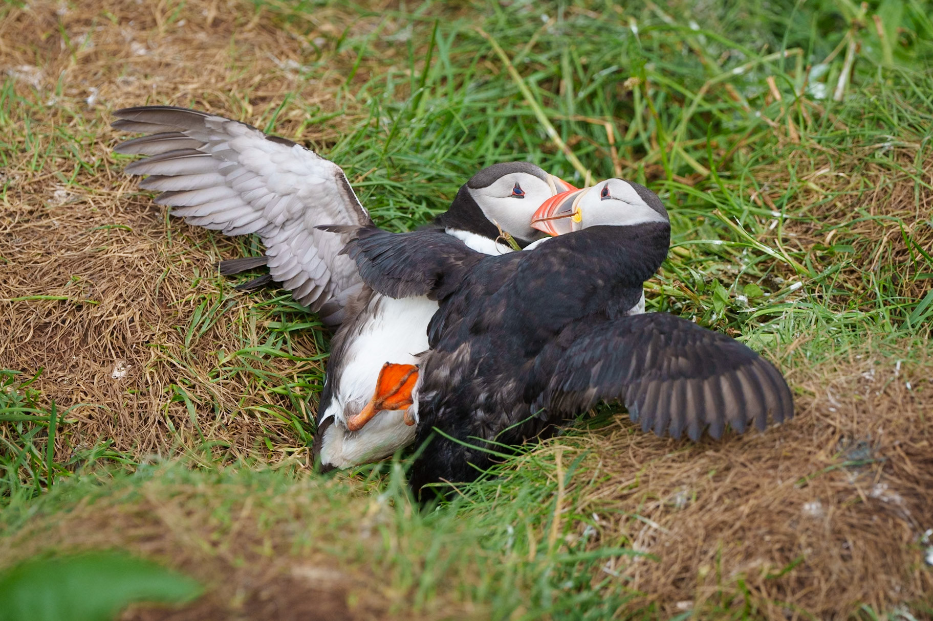 Courting Puffins