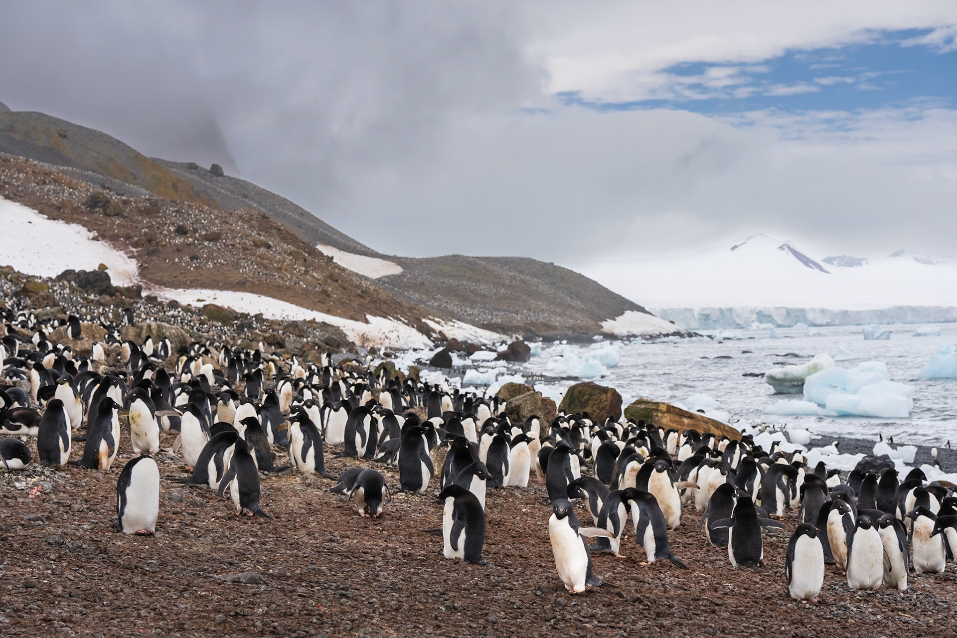 Many Adele Penguins
