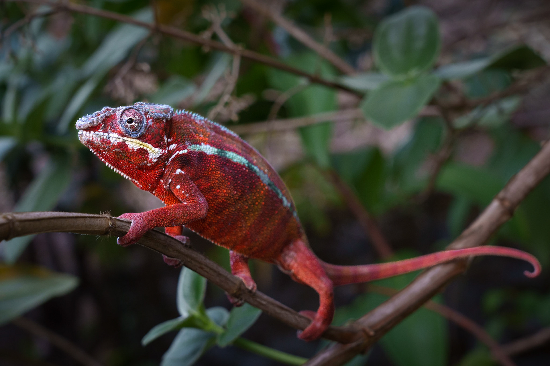 Red Male Panther Chameleon