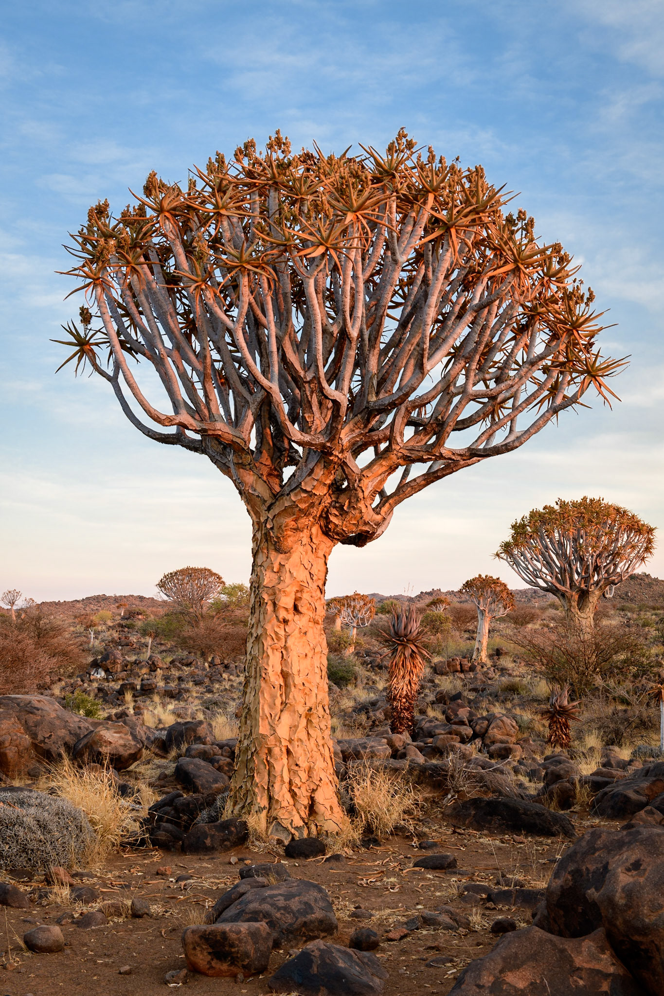 Quiver Tree