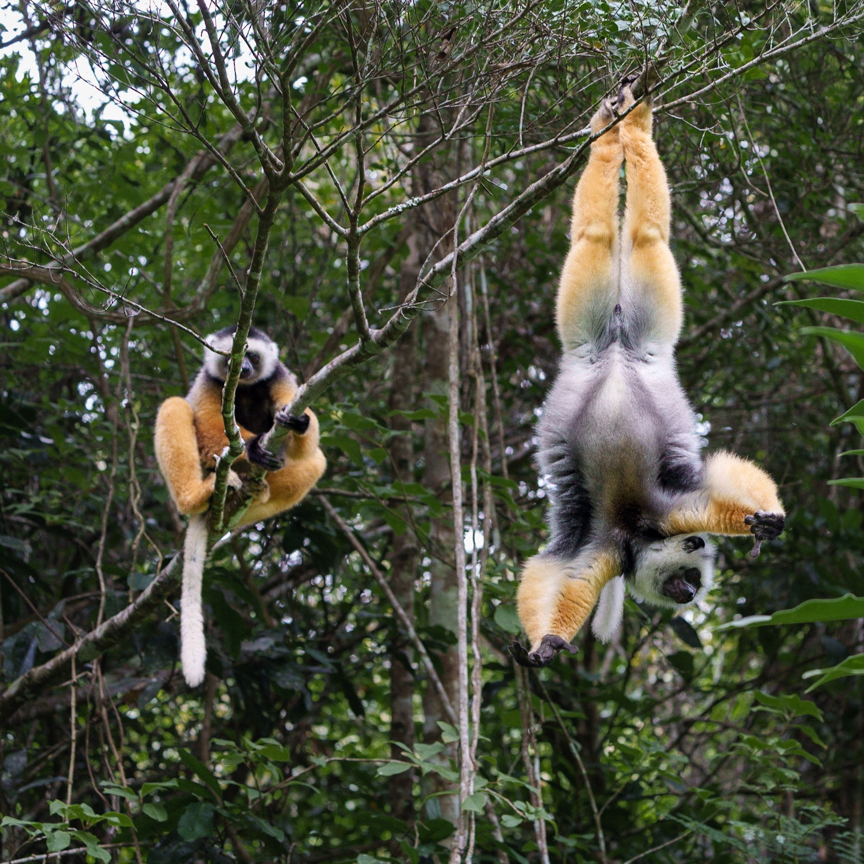 Diademed sifaka