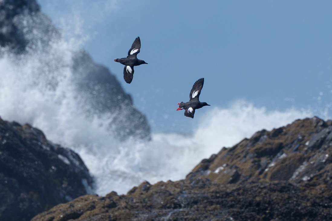 Pigeon Guillemot