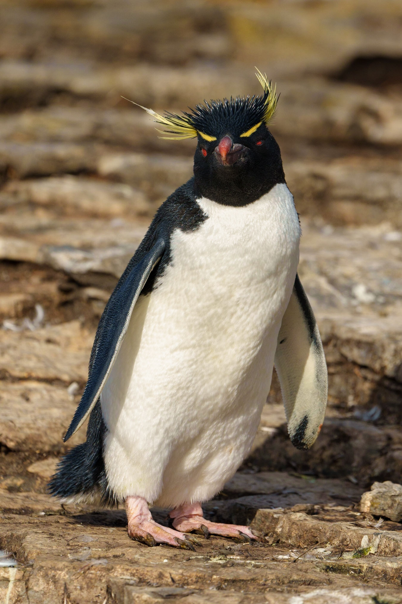 Rockhopper penguin